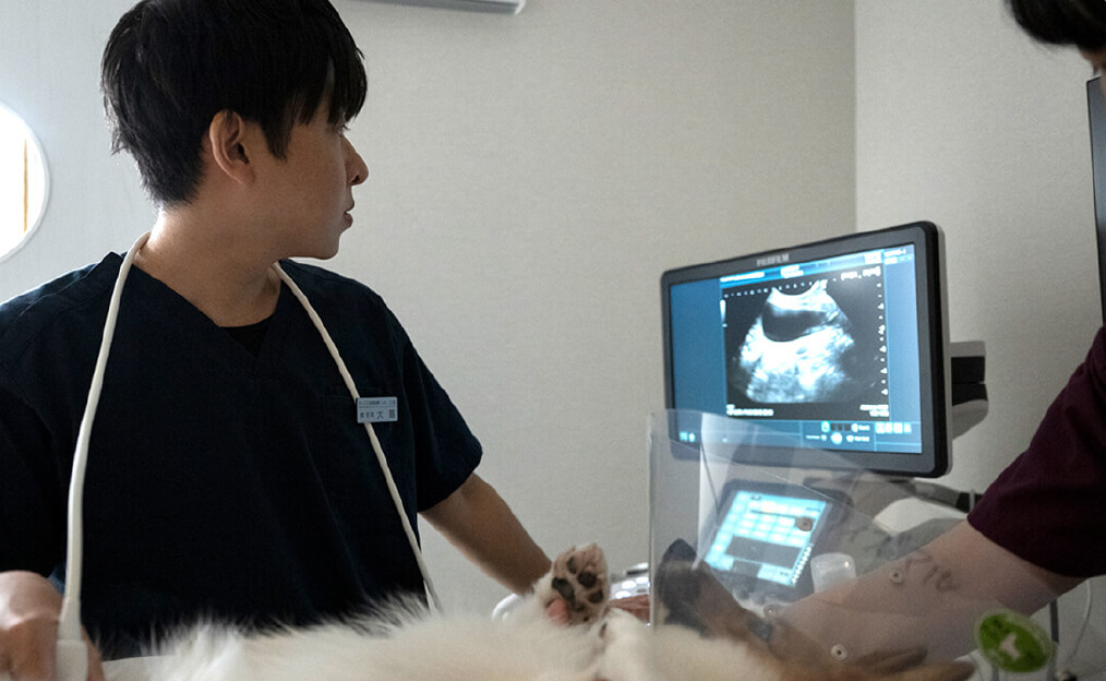 画像診断に従事している獣医師が駐在