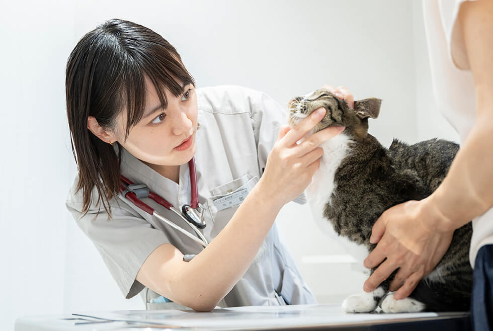 私たちは、CFCシルバー認定を受けた猫にやさしい動物病院です