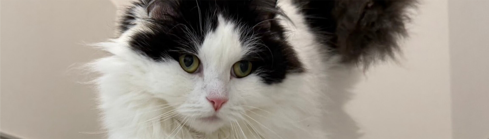 猫ちゃんの通院ストレスを最小限にできる、おうちでの一工夫