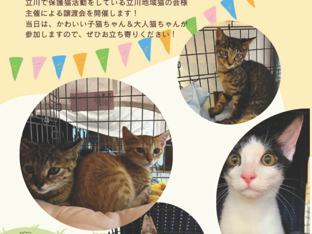 保護猫譲渡会開催決定！