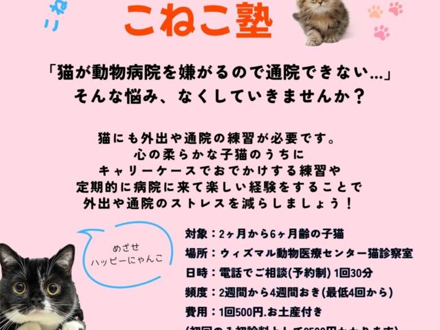 「こねこ塾」開催中！