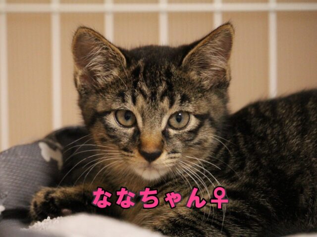 立川地域猫の会様の譲渡会を開催します🐈