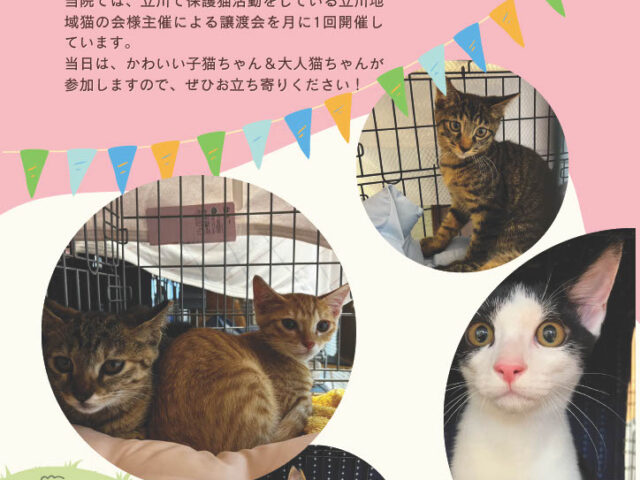 10月の保護猫譲渡会情報