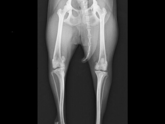 膝蓋骨脱臼と診断されたトイ・プードルのケース