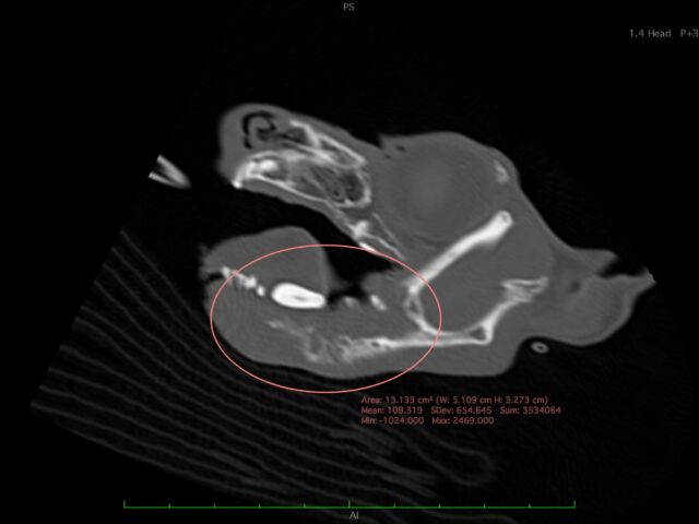 扁平上皮癌と診断され、下顎骨切除した猫のケース