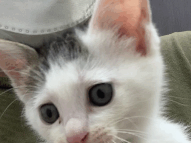 譲渡会参加猫ちゃんご紹介 追加情報あり!