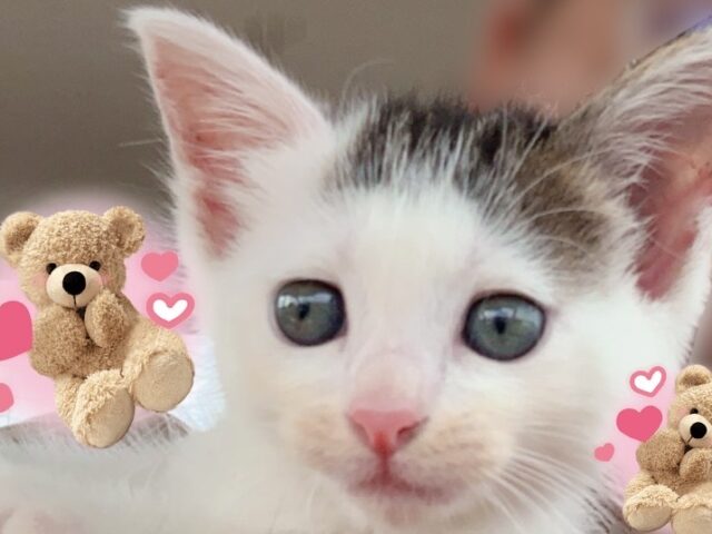 11/8子猫譲渡会情報