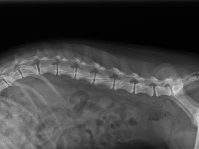 椎間板ヘルニアと診断した犬のケース