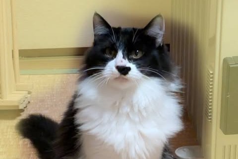 12/13　保護猫譲渡会開催情報です