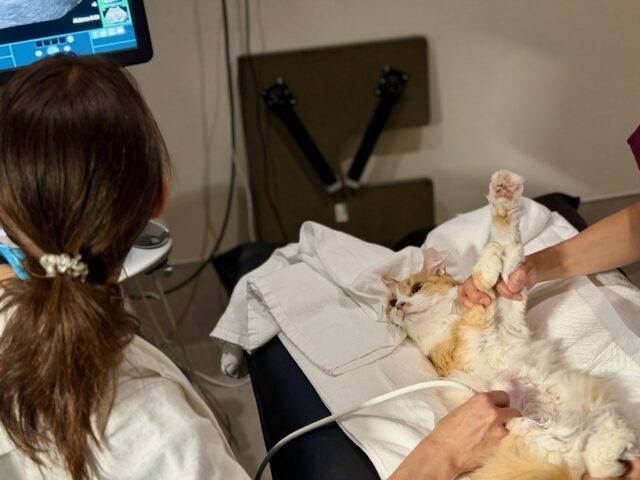 健診キャンペーン延長のお知らせ