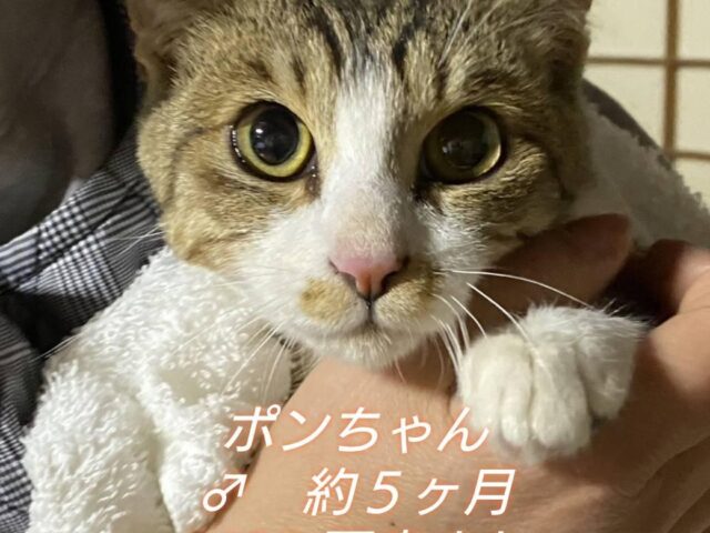 3月のこねこ譲渡会情報
