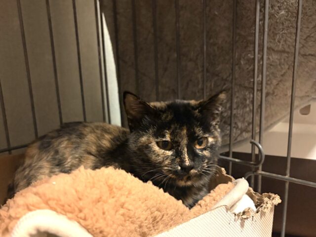 新年のご挨拶＆保護猫譲渡会情報です