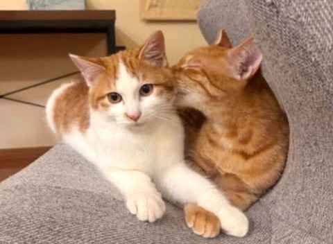 2月のこねこ譲渡会情報