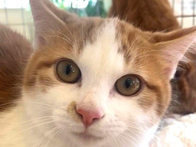 4月のこねこ譲渡会情報