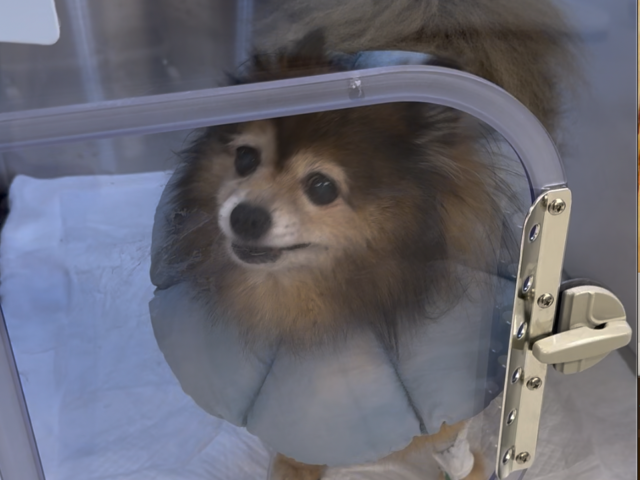 乳腺がんと診断した犬のケース