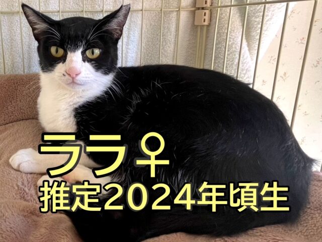 5月のねこちゃん譲渡会情報です🐾