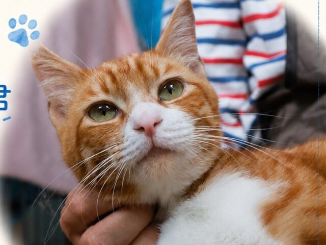 今月も譲渡会開催します🐈️