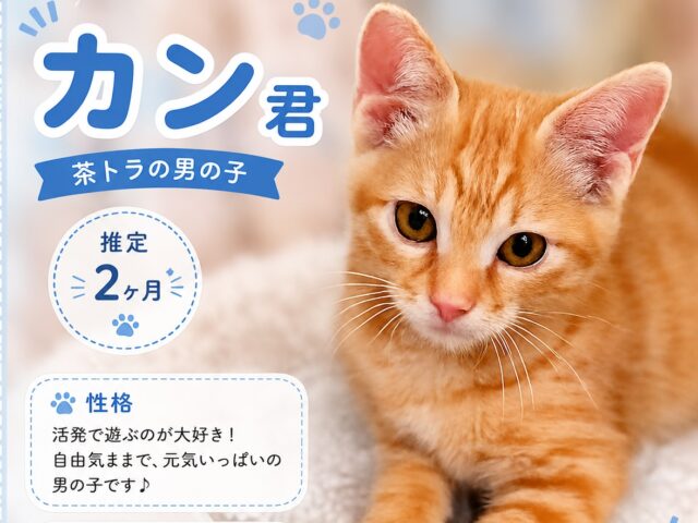７月の譲渡会情報🐾
