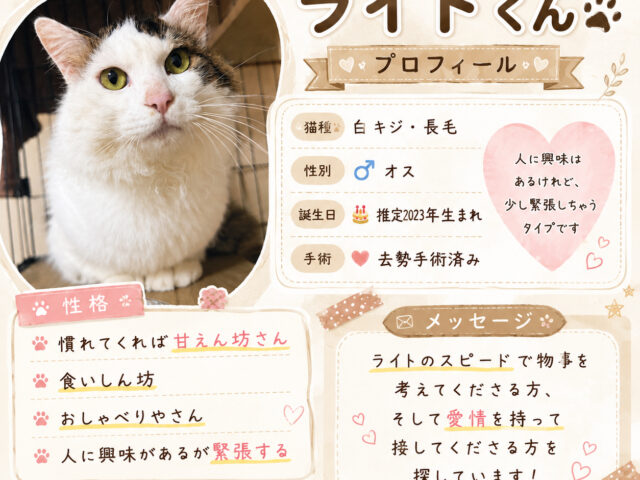 8月もこねこ譲渡会開催します🐈