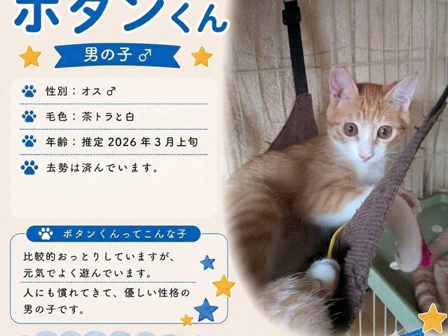 9月のこねこ譲渡会🍂