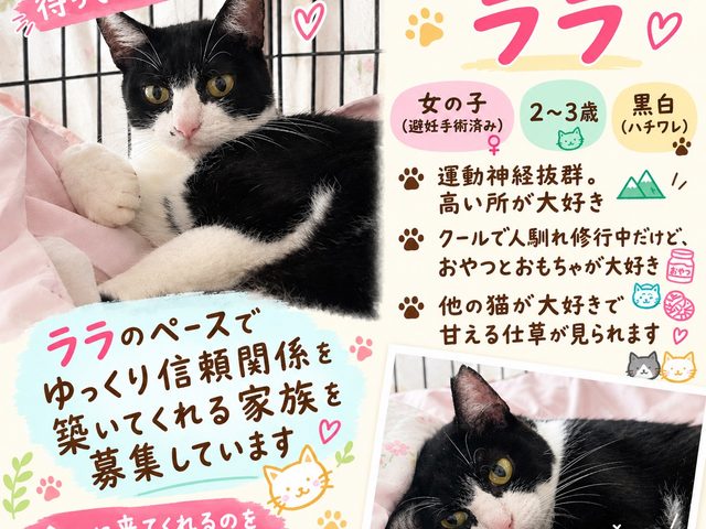 10月のこねこ譲渡会です